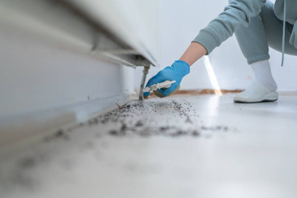 Flea Control Services in Chesterfield, IN